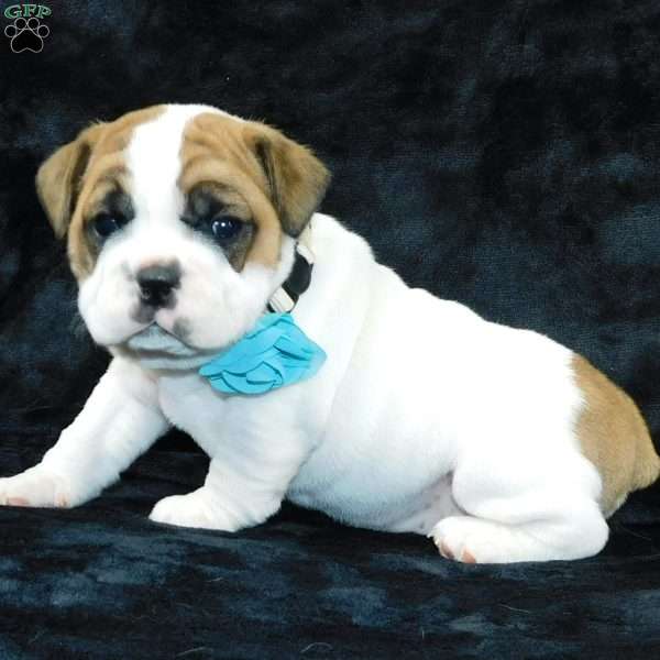 Wrinkles, Miniature Bulldog Puppy